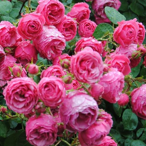 Rosen Gärtnerei - floribundarosen - rosa - Rosa Pomponella® - diskret duftend - W. Kordes & Sons - -